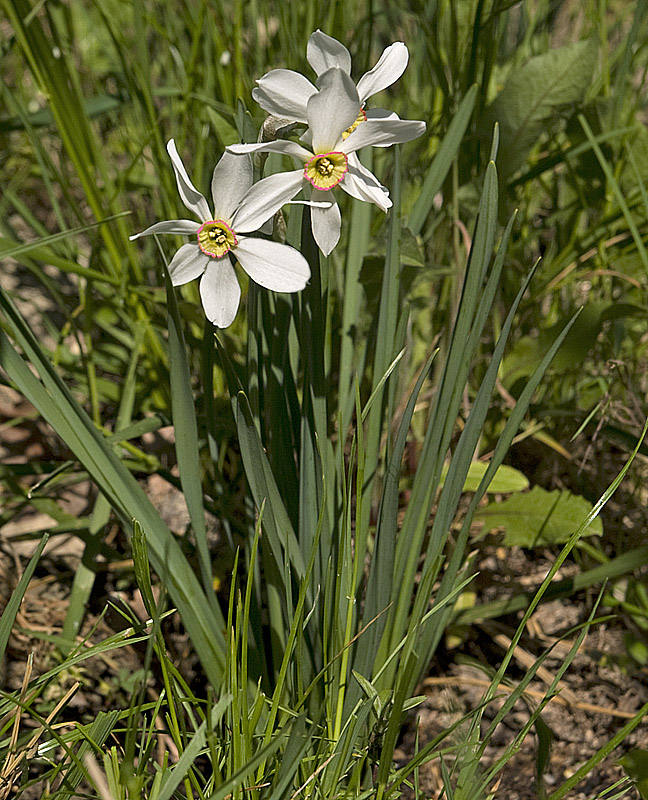 Narcisi